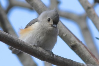 Tufted titmouse