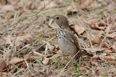 Hermit thrush