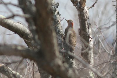 Northern flicker