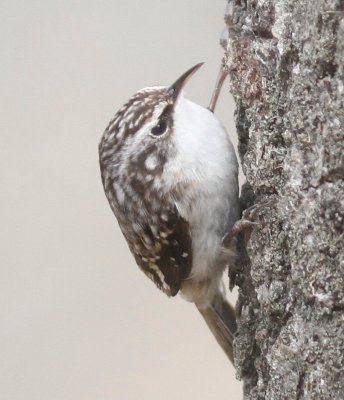 Brown creeper