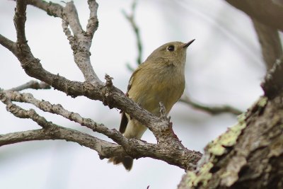 Ruby crowned kinglet