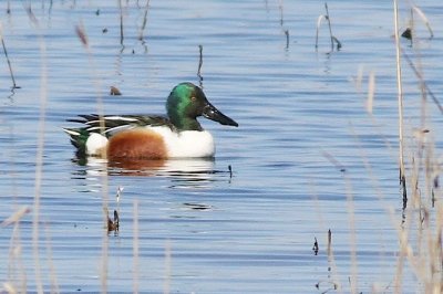 Northern shoveler