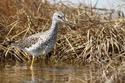 Greater yellow legs