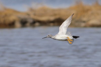 Greater yellowlegs