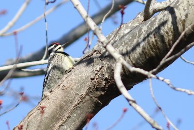 Yellow bellied sapsucker