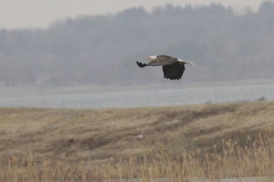 Bald eagle