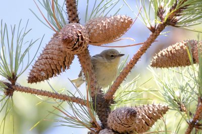 Pine warbler