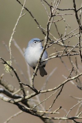 Male blue gray gnatcatcher