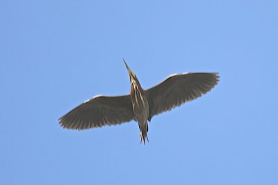 Green heron