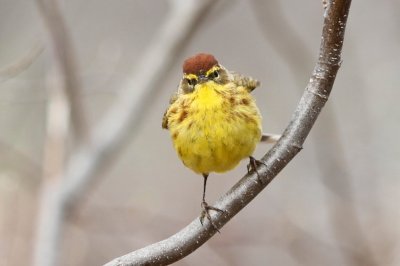 Palm warbler