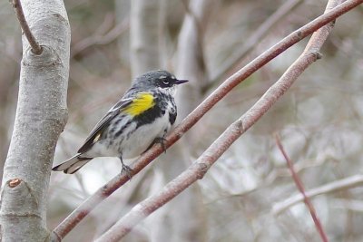 Male yellow rumped warbler (myrtle)