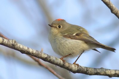 Ruby crowned kinglet