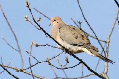 Mourning dove