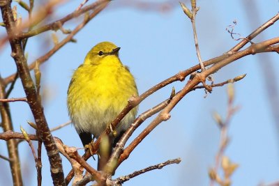 Pine warbler