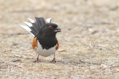 Eastern towhee