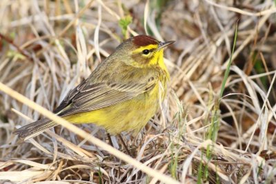 Palm warbler