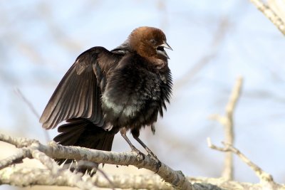 Brown headed cowbird