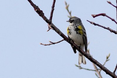 Yellow rumped warbler