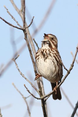 Song sparrow