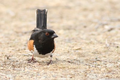 Eastern towhee