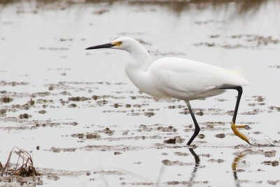 Snowy egret