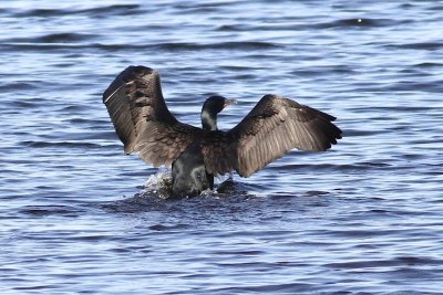 Double crested cormorant