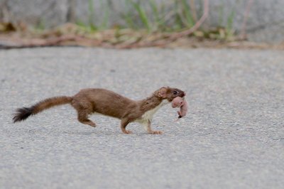 Weasel 