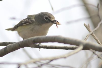 Blue headed virio
