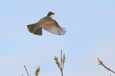 Eastern kingbird