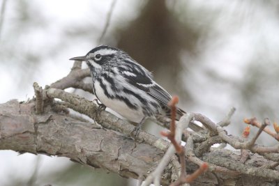 Black and white warbler