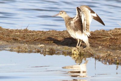 Willet
