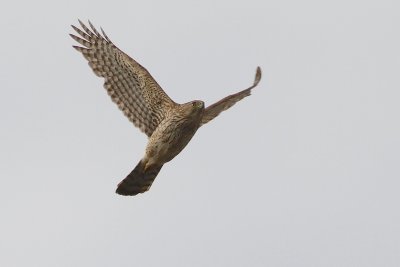 Coopers hawk