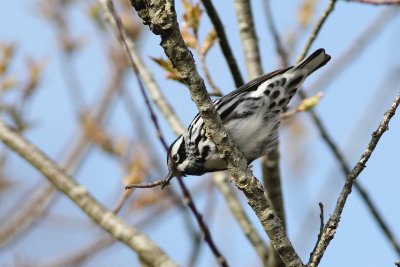 Black and white warbler