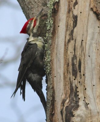 Pileated woodpecker