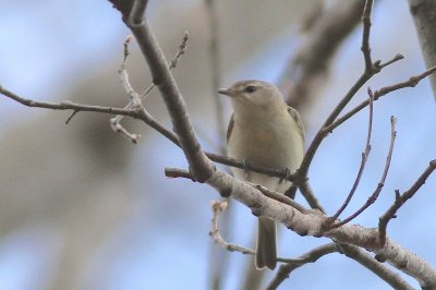 Warbling vireo