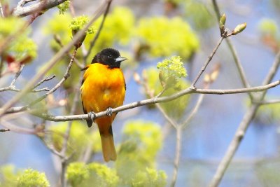 Baltimore oriole