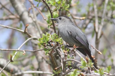 Gray catbird