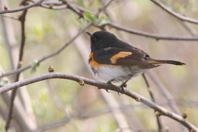 American redstart