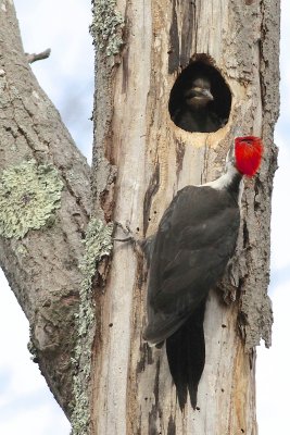 Pileated woodpecker