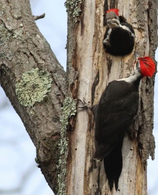 Pileated woodpecker