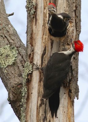 Pileated woodpecker