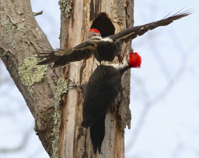 Pileated woodpecker
