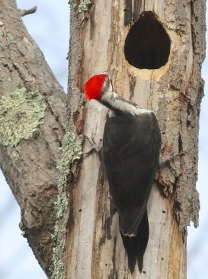 Pileated woodpecker