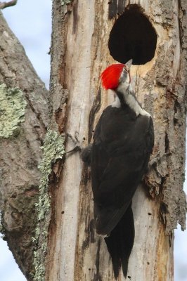 Pileated woodpecker
