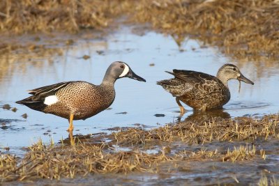 Blue winged teal