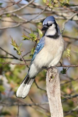 Blue jay