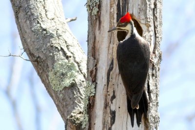 Pileated woodpecker 
