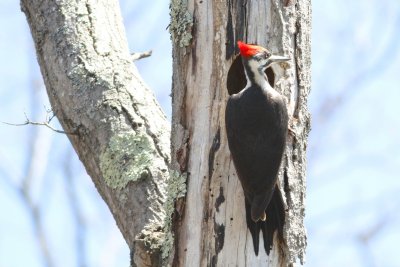Pileated woodpecker 