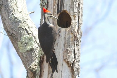 Pileated woodpecker 