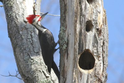Pileated woodpecker 